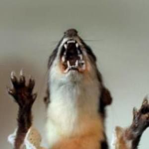 Meet your Posher, Nicki